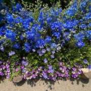 ヒメ日記 2025/09/16 12:47 投稿 なごみ 逢って30秒で即尺