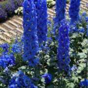 ヒメ日記 2025/09/16 21:15 投稿 なごみ 逢って30秒で即尺