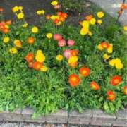 ヒメ日記 2025/11/11 20:31 投稿 なごみ 逢って30秒で即尺