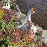 ヒメ日記 2025/12/04 07:51 投稿 なごみ 逢って30秒で即尺