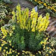 ヒメ日記 2025/12/11 15:53 投稿 なごみ 逢って30秒で即尺