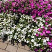 ヒメ日記 2026/01/06 17:46 投稿 なごみ 逢って30秒で即尺