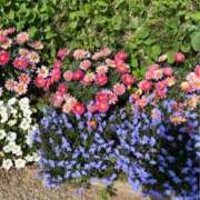 ヒメ日記 2026/01/08 08:55 投稿 なごみ 逢って30秒で即尺