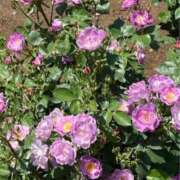 ヒメ日記 2026/01/08 14:50 投稿 なごみ 逢って30秒で即尺