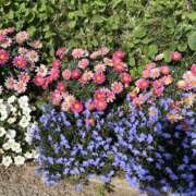 ヒメ日記 2026/02/17 23:04 投稿 なごみ 逢って30秒で即尺