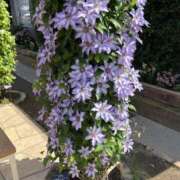 ヒメ日記 2026/02/19 09:05 投稿 なごみ 逢って30秒で即尺