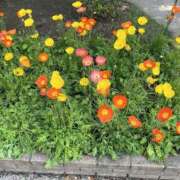 ヒメ日記 2026/03/12 18:42 投稿 なごみ 逢って30秒で即尺