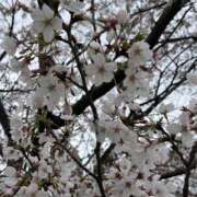 ヒメ日記 2026/04/08 07:00 投稿 なごみ 逢って30秒で即尺