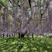 ヒメ日記 2026/04/15 18:37 投稿 なごみ 逢って30秒で即尺