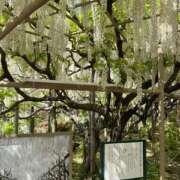 ヒメ日記 2026/04/16 06:59 投稿 なごみ 逢って30秒で即尺