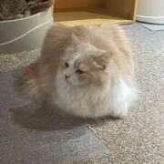 ヒメ日記 2025/06/05 15:01 投稿 ひなた 秋葉原コスプレ学園(AKG)