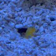 ヒメ日記 2026/01/07 17:21 投稿 ひなた 秋葉原コスプレ学園(AKG)