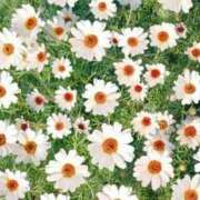 ひびき ひびき（スピード日本橋店） スピード日本橋店