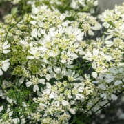 ヒメ日記 2025/05/21 11:36 投稿 つぐみ TSUBAKI(つばき)土浦店