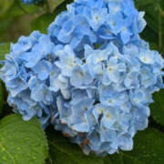 ヒメ日記 2025/06/11 12:04 投稿 つぐみ TSUBAKI(つばき)土浦店