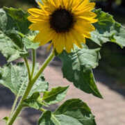 ヒメ日記 2025/06/27 23:17 投稿 つぐみ TSUBAKI(つばき)土浦店