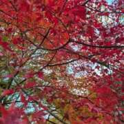 ヒメ日記 2025/11/13 11:25 投稿 ねね【業界未経験】 茨城水戸ちゃんこ