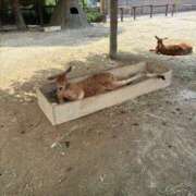 ヒメ日記 2025/06/05 06:20 投稿 ひろ★ Club夢