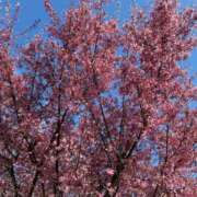 ヒメ日記 2026/03/17 13:04 投稿 ひろ★ Club夢