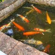 ヒメ日記 2026/01/04 18:02 投稿 みこと 川崎・東横人妻城