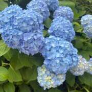 ヒメ日記 2025/05/27 01:38 投稿 杏 / あん 贅沢なひと時