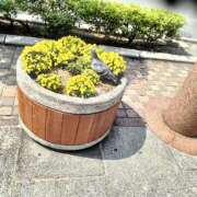 まこと☆Gold 皆様こんばんわからのGOLDってなんや 岡山人妻デリヘルLipKiss