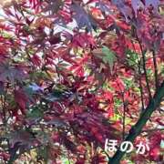 ヒメ日記 2025/11/13 21:36 投稿 ほのか ニューヨークニューヨーク