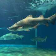 ヒメ日記 2025/06/15 08:26 投稿 りつか マリン宇都宮店