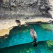 ヒメ日記 2025/11/09 06:16 投稿 りつか マリン宇都宮店