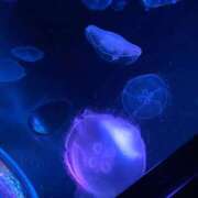 ヒメ日記 2025/12/12 23:16 投稿 りつか マリン宇都宮店