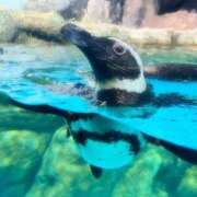 ヒメ日記 2025/09/09 16:34 投稿 翠（みどり） ビッグバード