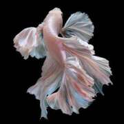 ヒメ日記 2025/06/02 23:00 投稿 初／うい 五反田アネージュ（ユメオト）