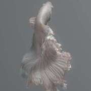 ヒメ日記 2025/06/04 01:33 投稿 初／うい 五反田アネージュ（ユメオト）