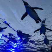 ヒメ日記 2025/06/05 02:56 投稿 初／うい 五反田アネージュ（ユメオト）