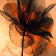 ヒメ日記 2025/06/05 14:47 投稿 初／うい 五反田アネージュ（ユメオト）