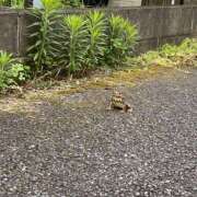 ヒメ日記 2025/07/05 20:36 投稿 初／うい 五反田アネージュ（ユメオト）