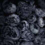 ヒメ日記 2025/09/11 13:40 投稿 初／うい 五反田アネージュ（ユメオト）