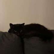 ヒメ日記 2025/09/19 20:20 投稿 初／うい 五反田アネージュ（ユメオト）