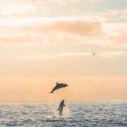 ヒメ日記 2026/01/29 14:09 投稿 初／うい 五反田アネージュ（ユメオト）