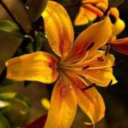 ヒメ日記 2026/02/20 19:47 投稿 初／うい 五反田アネージュ（ユメオト）