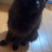 ヒメ日記 2025/09/11 15:20 投稿 るり（新人割引5/27まで） ウルトラグレイス24