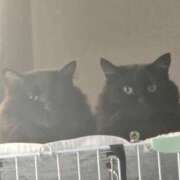 ヒメ日記 2026/01/10 15:46 投稿 るり（新人割引5/27まで） ウルトラグレイス24