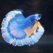 ヒメ日記 2026/02/04 22:24 投稿 るり（新人割引5/27まで） ウルトラグレイス24