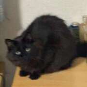 ヒメ日記 2026/03/09 17:40 投稿 るり（新人割引5/27まで） ウルトラグレイス24