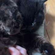 ヒメ日記 2026/03/09 22:30 投稿 るり（新人割引5/27まで） ウルトラグレイス24