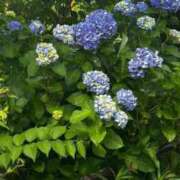 ヒメ日記 2025/06/21 15:08 投稿 しおん チューリップ土浦店