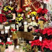 ヒメ日記 2025/11/29 13:16 投稿 風花 渋谷人妻城