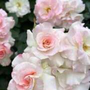 ヒメ日記 2025/06/11 16:54 投稿 うた（花嫁） Yシャツと私