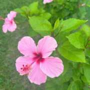 うた（花嫁） 明日〜❣️ Yシャツと私