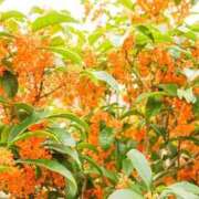 ヒメ日記 2025/10/15 10:09 投稿 そら 奥様プリモ